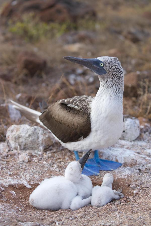 Suite Cielo, Discover The Magic Of Galapagos Puerto Baquerizo Moreno Buitenkant foto