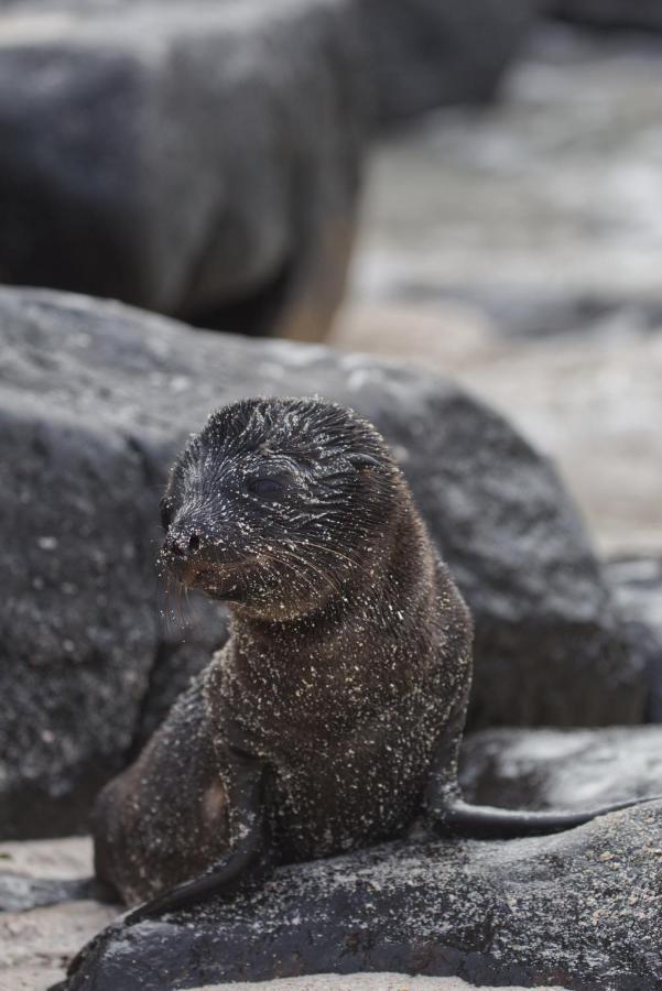 Suite Cielo, Discover The Magic Of Galapagos Puerto Baquerizo Moreno Buitenkant foto