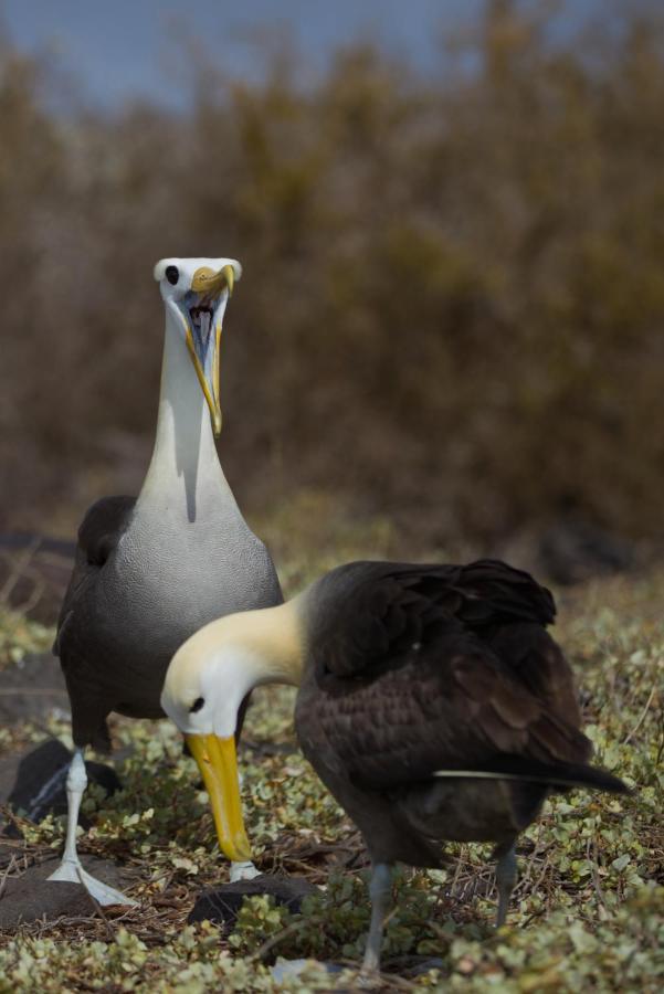 Suite Cielo, Discover The Magic Of Galapagos Puerto Baquerizo Moreno Buitenkant foto
